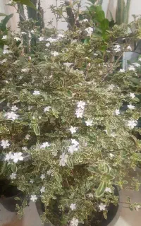 فروش گل و گیاه زینتی بصورت کلی و جزیی