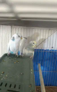 مرغ عشق