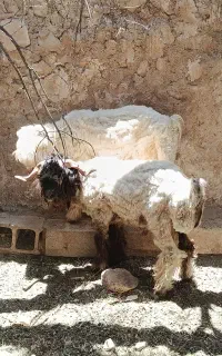 بره قوچ نوه