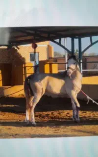 اسب عرب ایرانی