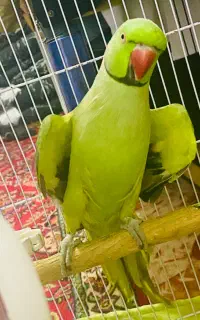 ملنگوی فوق مست آماده