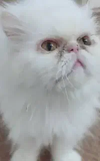 گربه سوپر فلت  پرشین ماده