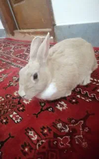 خرگوش