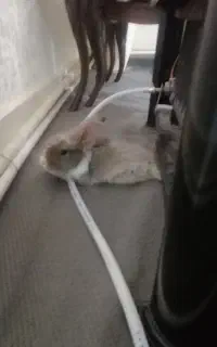 خرگوش