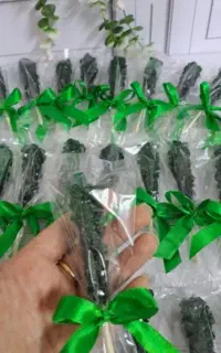 قندو نبات فانتزی خانگی