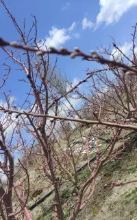 یک نفر کار کشاورزی در باغ سیب