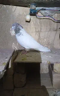 کبوتر