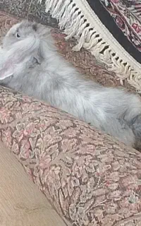 خرگوش لپی