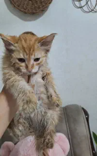 گربه بدون مادر