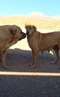 واگذاری ماده پژدر یا معاوضه با سگ نگهبان