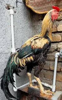 خروس لاری اصیل ۴دونگ ومرغ تخم گذار