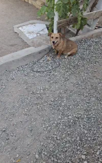 سگ روباهی