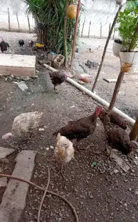 ۲۹ عدد بوقلمون نرو ماده بفروش میرسد