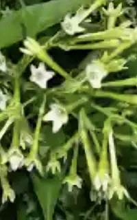 گل محبوبه شب