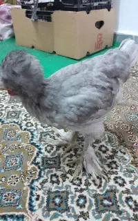 جوجه سلطان سه ماهه تزئینی