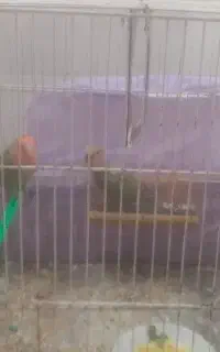 یک جفت کوتوله بریزلی به همراه چهار جوجه فریمان