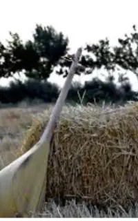 دوتار  دست ساز