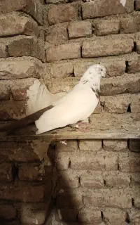 کفتر دمی اصیل