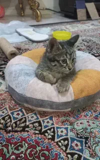 گربه گمشده