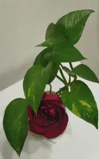 خط تلفن ایرانسل
