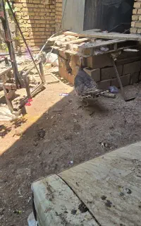 بوقلمون کرک اماده اماده