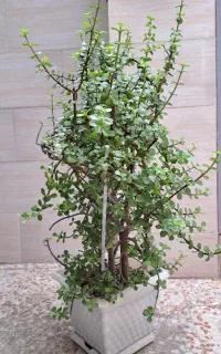 گل کراسولا خرفه ای ۸۰ سانتی