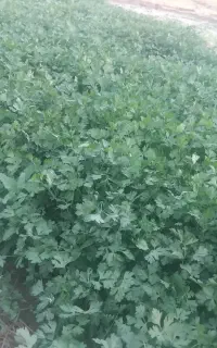 سبزی قرمه سبزی،آش‌،خوردنی