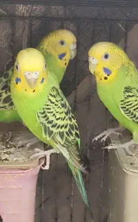 مرغ عشق