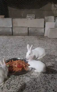 خرگوش
