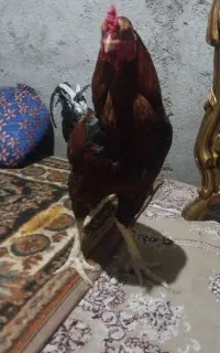 یک عدد خروس لاری