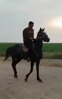 اسب ترکمن