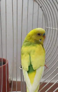 مرغ عشق مولد با چهارتا جوجه