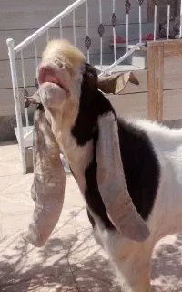 یک نربز پاکستانی گوش بلند جنس خوب