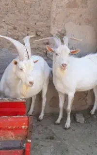 نر بز سانن اصیل