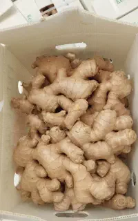 فروش زنجبیل چینی و زردچوبه