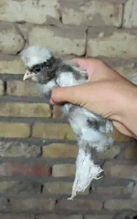 حراج جوجه سلطان