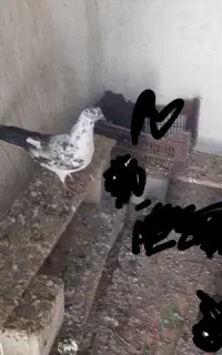 کبوتر باخت رفته