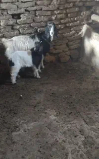 بزوبزغاله جوان