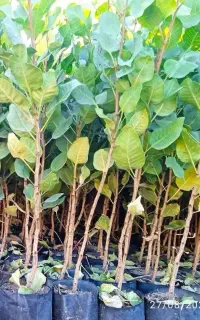 نهالستان پسته محمدی یزد / نهال پسته
