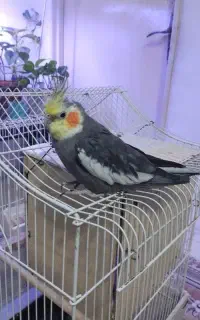 عروس هلندی نر سخنگو