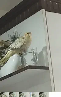 عروس هلندی گمشده