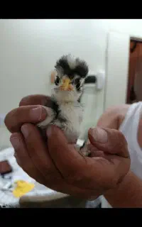 فروش‌کبوتر