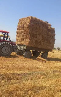 پرس گندم