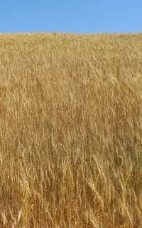 گندم کمبایین