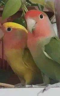 طوطی برزیلی نر و ماده با قفس