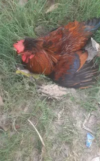 خروس گلپایگان