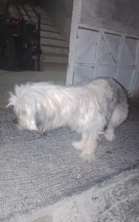سگ بازی گوش