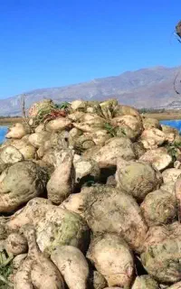 کود پایه تناژ و عیار چغندر