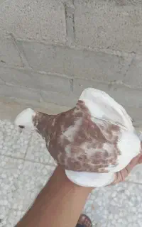 طوقی پاپر و یال الماسی