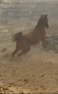 معاوضه با جو کاه یونجه میش بز گوساله موتور و غیره